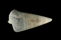 藏品(望遠鏡海蜷)的圖片